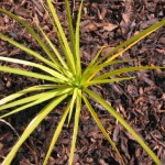 Medium Chip Bark Mulch