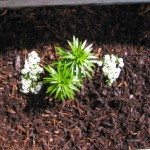 Mini-Chip Bark Mulch