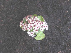 Composted Bark Mulch