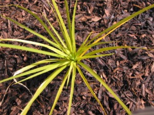 Medium Chip Bark Mulch