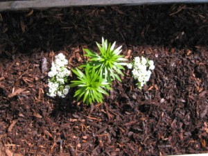 Mini-Chip Bark Mulch